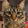 animal, background_blur, cat, close_up, curious, cute, domestic_animal, ears, eyes, face, feline, fur, indoor, looking, muzzle, pet, portrait, soft, tabby_cat, whiskers