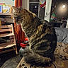 cat, chair, cozy, curtain, desk, elf, feline, fur, furniture, holiday_decor, indoor, lamp, paper, pet, room, santa_claus, tabby, table, whiskers, window