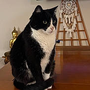 Jewelle participe au concours pour gagner de l'argent avec cette photo : background_blur, black_and_white, buddha_statue, calm, cat, closeup, decor, domestic_animal, dreamcatcher, feline, fur, household, indoor, pet, portrait, reflection, sitting, still_life, whiskers, wooden_table