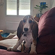 Raoul participe au concours pour gagner de l'argent avec cette photo : animal, basset_hound, collar, couch, cozy, cute, dog, dog_bed, ears, fur, home, indoor, living_room, looking, maroon, pet, plant, puppy, sitting, window