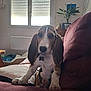 animal, basset_hound, collar, couch, cozy, cute, dog, dog_bed, ears, fur, home, indoor, living_room, looking, maroon, pet, plant, puppy, sitting, window