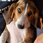 Raoul a rejoint le concours — aidez-le/la à gagner de superbes lots ! puppy, dog, pet, cute, closeup, face, fur, ears, eyes, nose, person, hand, lap, sweater, texture, brown, white, black, relaxed, indoor