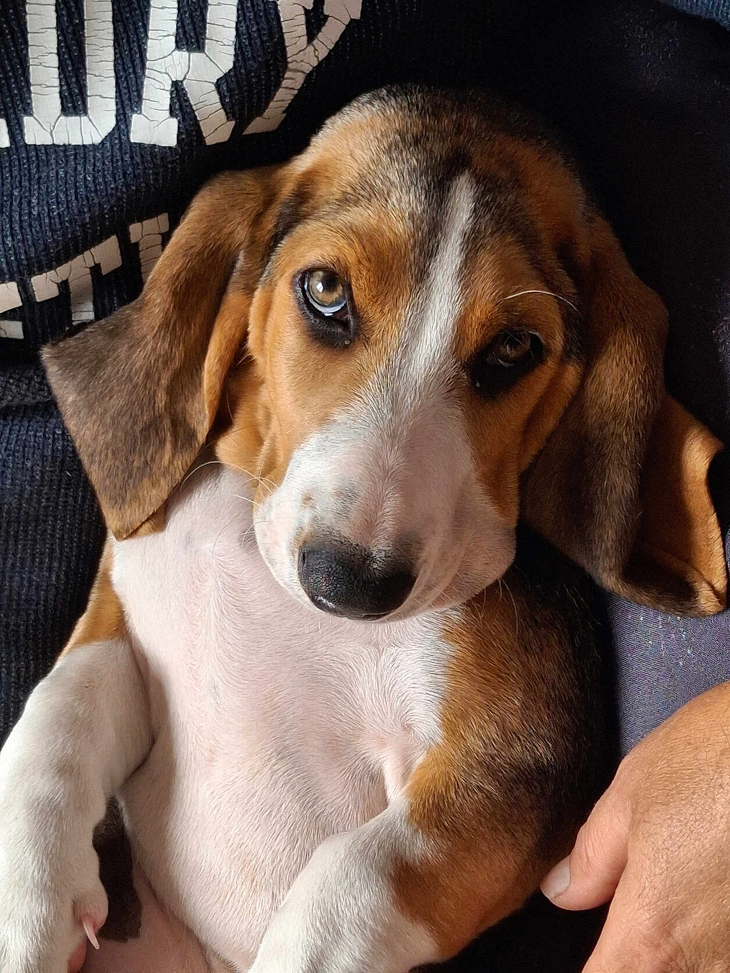 Raoul a rejoint le concours — aidez-le/la à gagner de superbes lots ! puppy, dog, pet, cute, closeup, face, fur, ears, eyes, nose, person, hand, lap, sweater, texture, brown, white, black, relaxed, indoor
