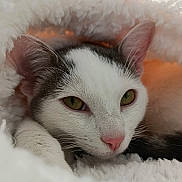 Mushu a rejoint le concours — aidez-le/la à gagner de superbes lots ! cat, close_up, fluffy, white, pink_nose, green_eyes, relaxed, cozy, soft_texture, fur, pet, animal, indoor, resting, cute, whiskers, sleepy, warm_light, comfort, snuggling