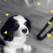 Logan a rejoint le concours — aidez-le/la à gagner de superbes lots ! adorable, animal, black_and_white, calm, companion, cute, dog, domestic, flooring, fluffy, fur, furniture_legs, heart_overlay, indoor, looking_away, paw, pet, resting, small_dog, wooden_floor