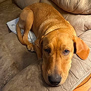 Duke is registered to the contest to win money with this photo: dog, brown_dog, couch, sofa, indoor, pet, resting, lying_down, close_up, head, ears, fur, animal, canine, looking, comfort, cozy, relaxed, home, furniture