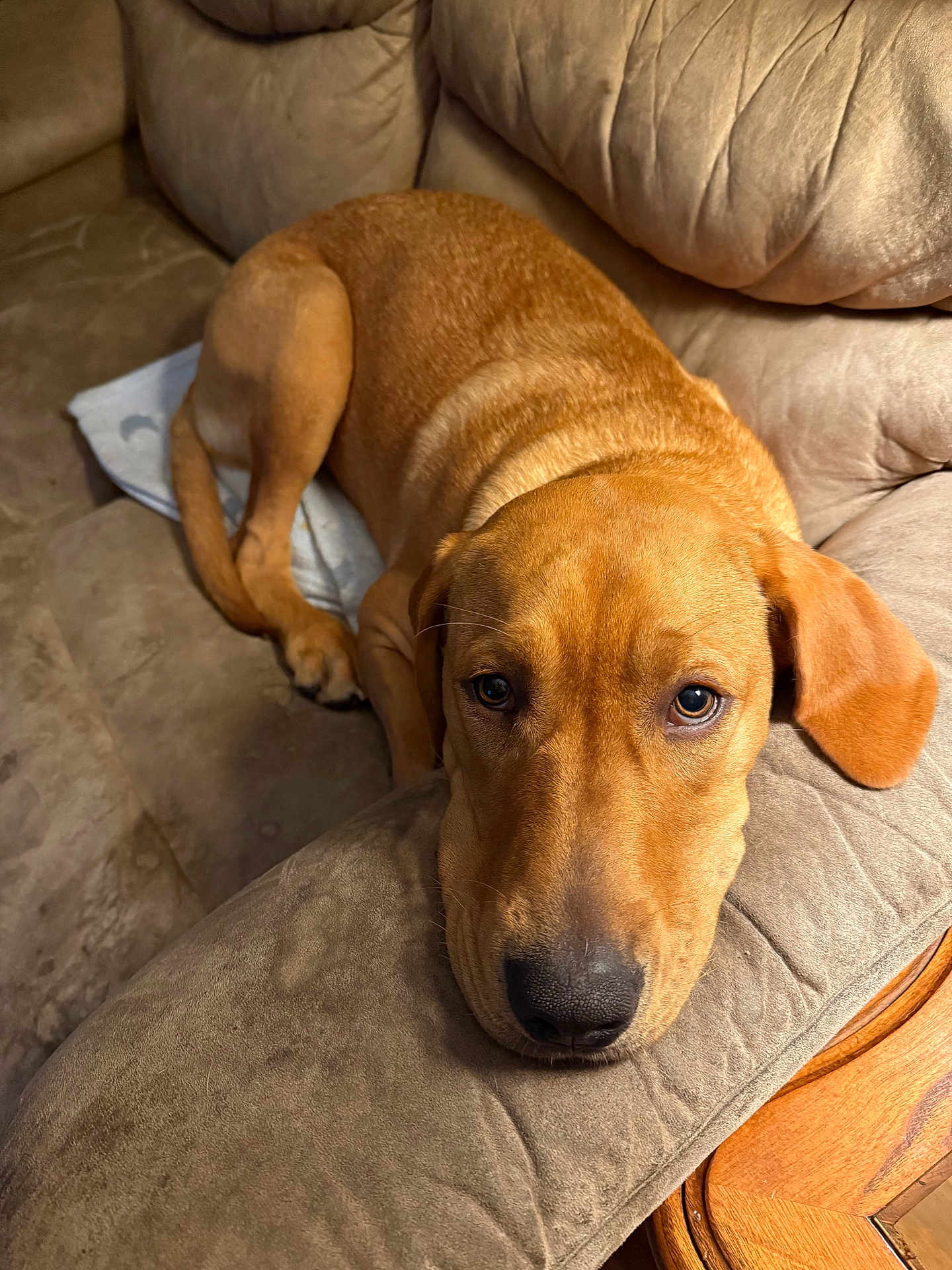 Duke is registered to the contest to win money with this photo: dog, brown_dog, couch, sofa, indoor, pet, resting, lying_down, close_up, head, ears, fur, animal, canine, looking, comfort, cozy, relaxed, home, furniture