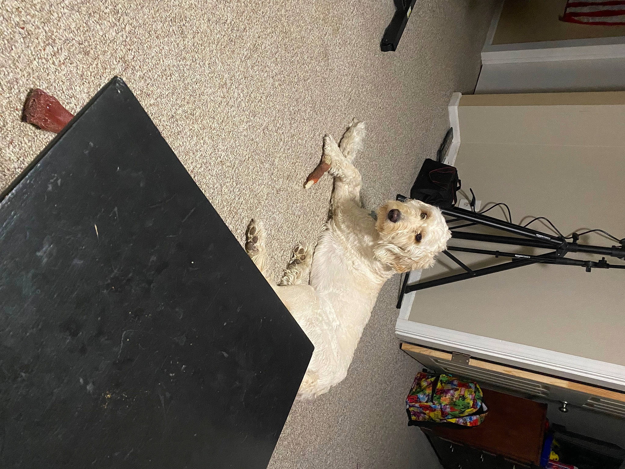 Maliko is registered to the contest to win money with this photo: asphalt, automotive_exterior, ceiling, concrete, electrical_wiring, felidae, floor, flooring, hardwood, plant, plaster, plywood, rectangle, road_surface, room, small_to_medium_sized_cats, tail, tool, whiskers, wood