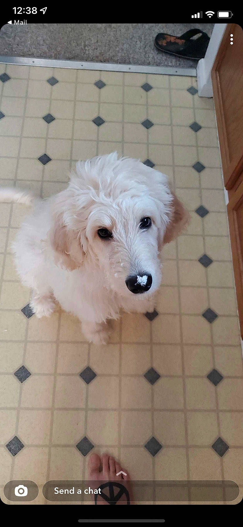 Maliko is registered to the contest to win money with this photo: canidae, carnivore, companion_dog, dog, dog_breed, dog_collar, dog_supply, flooring, fur, labradoodle, pet_supply, small_terrier, snout, sporting_group, terrier, toy, toy_dog, water_dog, wood, working_animal