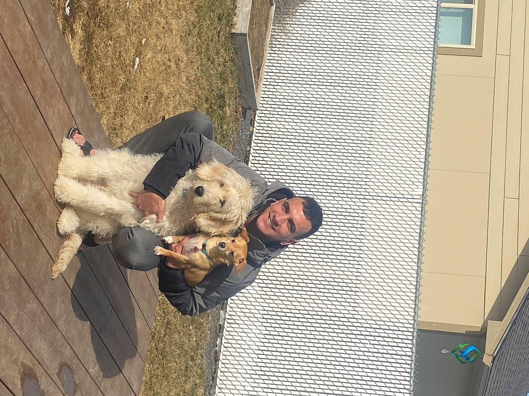 Maliko is registered to the contest to win money with this photo: building, canidae, companion_dog, facade, fun, fur, house, smile, sporting_group, toy, window, wood