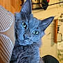 cat, gray_cat, green_eyes, close_up, fluffy, pet, indoor, cushion, pattern, whiskers, fur, curious, resting, domestic_animal, animal, feline, portrait, soft_light, cozy, household