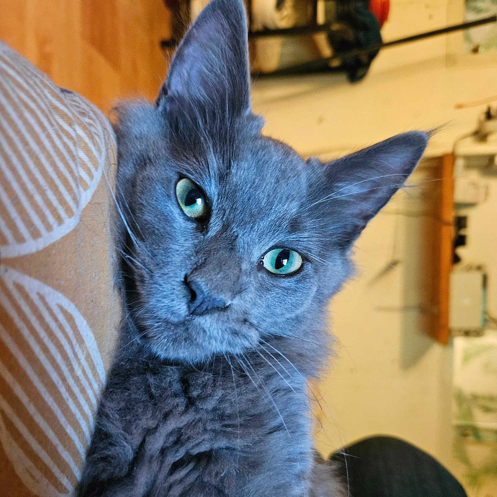 Michou participe au concours pour gagner de l'argent avec cette photo : animal, cat, close_up, cozy, curious, cushion, domestic_animal, feline, fluffy, fur, gray_cat, green_eyes, household, indoor, pattern, pet, portrait, resting, soft_light, whiskers
