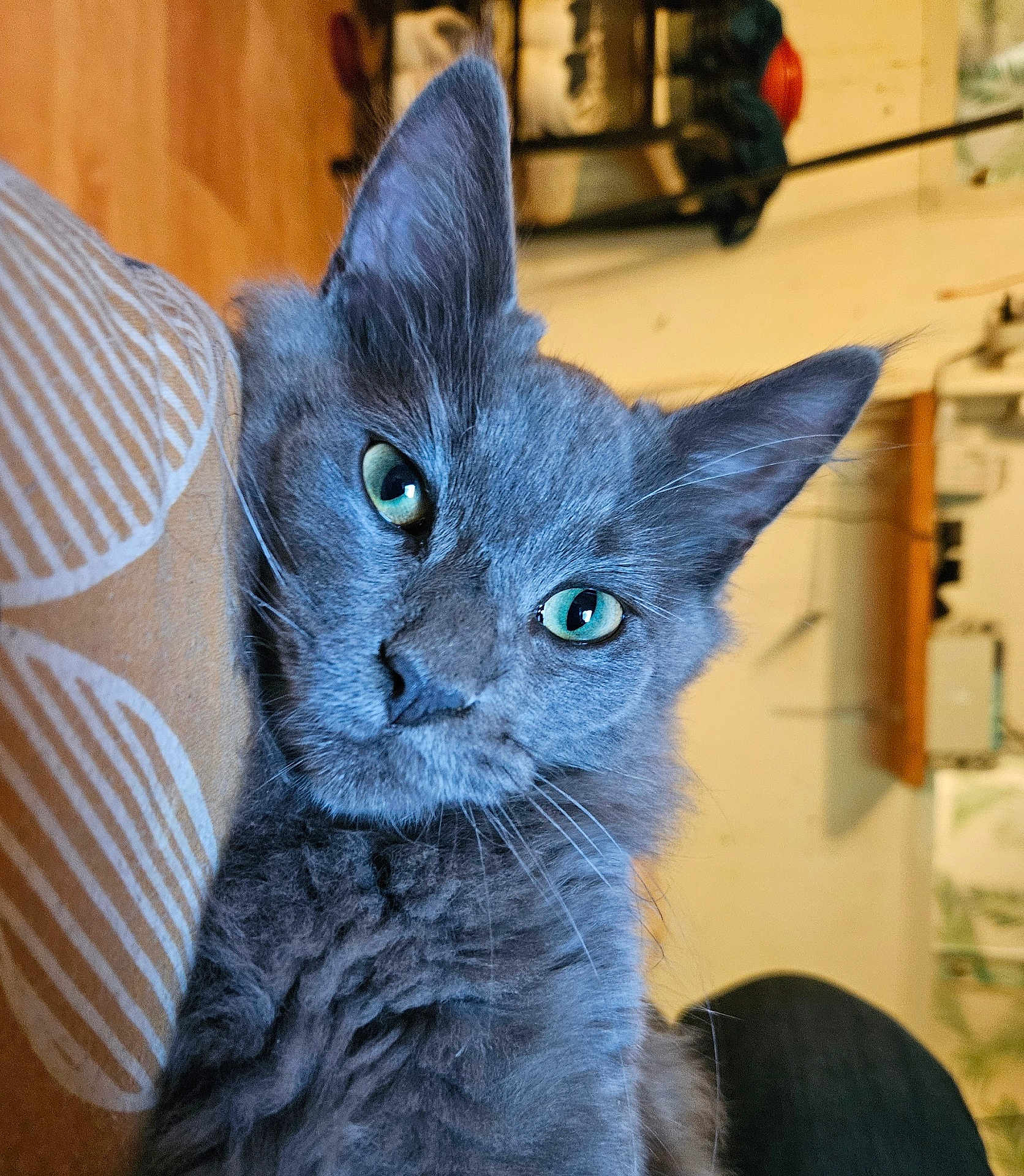 Michou participe au concours pour gagner de l'argent avec cette photo : cat, gray_cat, green_eyes, close_up, fluffy, pet, indoor, cushion, pattern, whiskers, fur, curious, resting, domestic_animal, animal, feline, portrait, soft_light, cozy, household