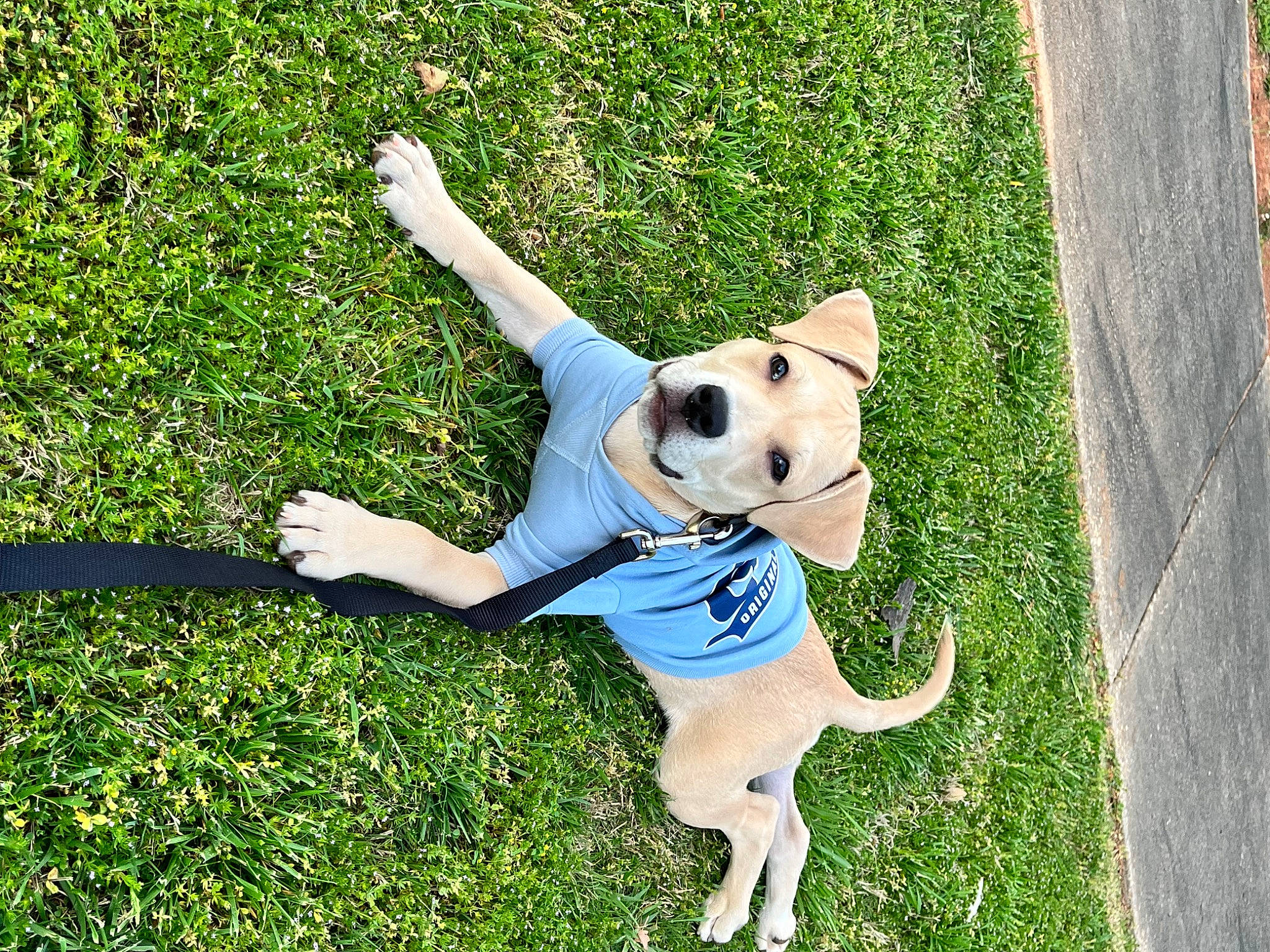 Duke is registered to the contest to win money with this photo: canidae, carnivore, companion_dog, dog, dog_breed, dog_supply, fawn, grass, happy, lawn, leisure, mammal, people_in_nature, plant, recreation, sporting_group, tail, toy, toy_dog, working_animal