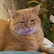 Picchu a rejoint le concours — aidez-le/la à gagner de superbes lots ! animal, cat, closeup, cozy, cushion, cute, domestic, feline, fur, home, indoor, mammal, orange_cat, pet, plant, portrait, relaxed, resting, sleepy, whiskers