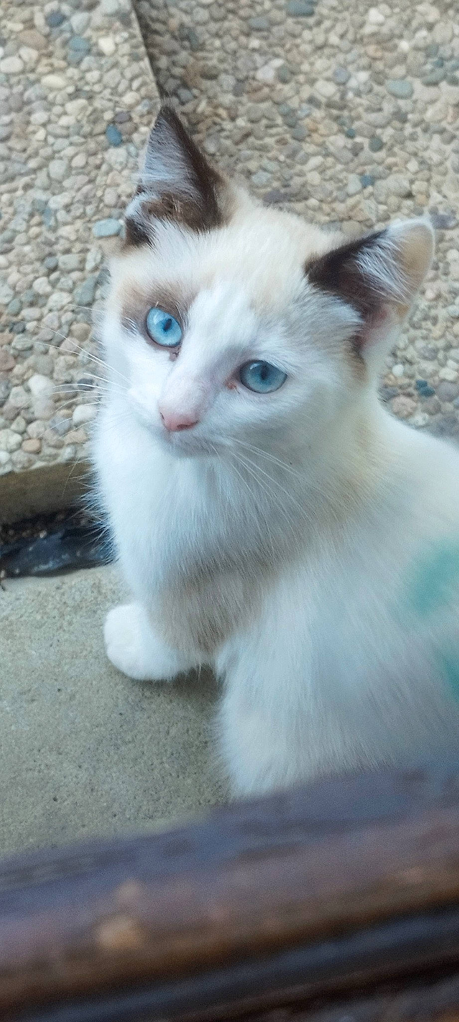 Sun participe au concours pour gagner de l'argent avec cette photo : carnivore, cat, domestic_short_haired_cat, felidae, fur, small_to_medium_sized_cats, snout, tail, terrestrial_animal, thai, whiskers