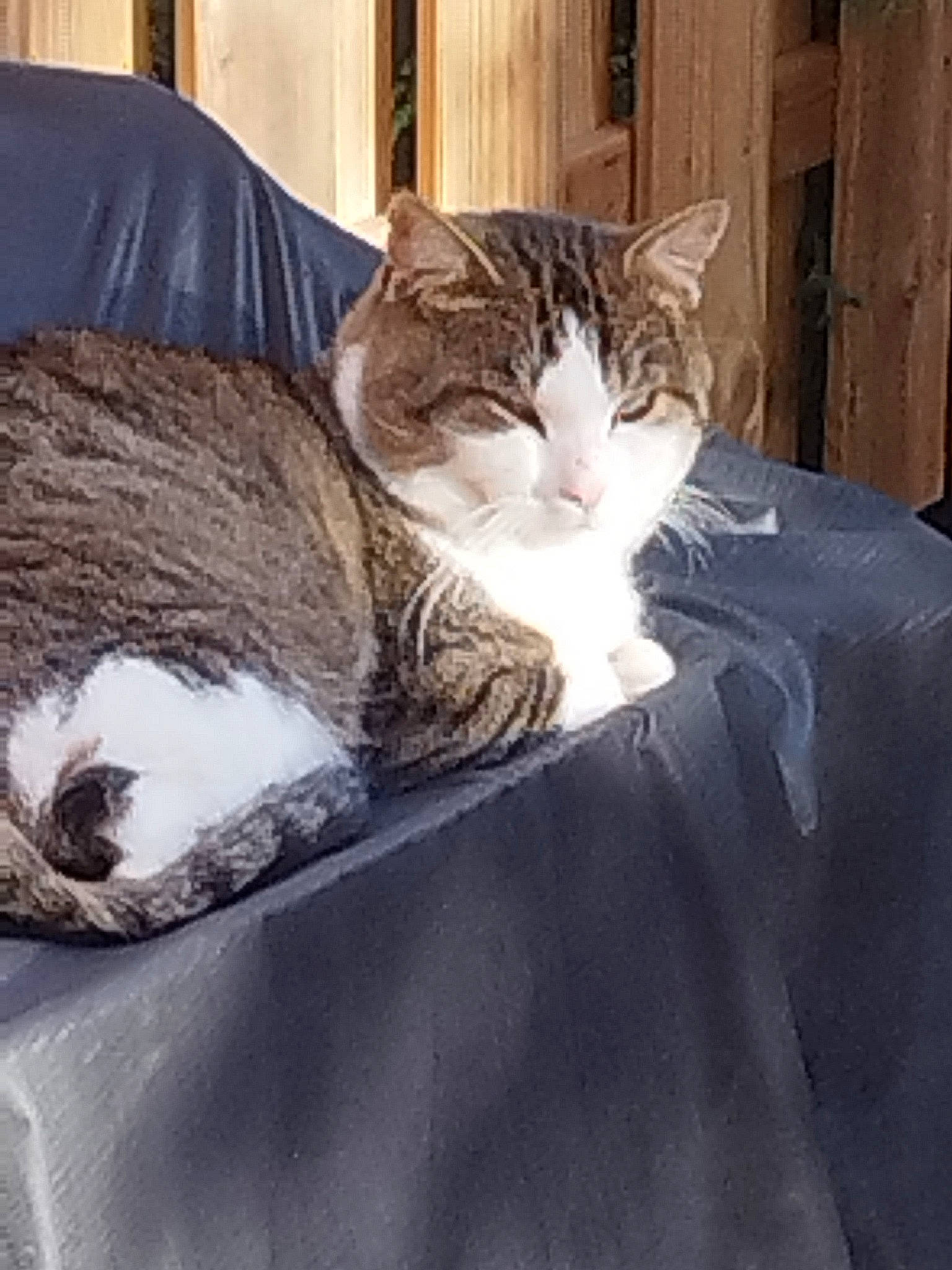 Kiki a rejoint le concours — aidez-le/la à gagner de superbes lots ! box, carnivore, cat, cat_supply, comfort, domestic_short_haired_cat, door, felidae, fur, linens, nap, paw, sitting, sleep, small_to_medium_sized_cats, snout, tail, tree, whiskers, wood