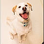 animal, canine, collar, cute, dog, ears, friendly, fur, happy, indoor, light_background, looking_up, nose, pet, playful, sitting, smiling, teeth, tongue_out, white_dog