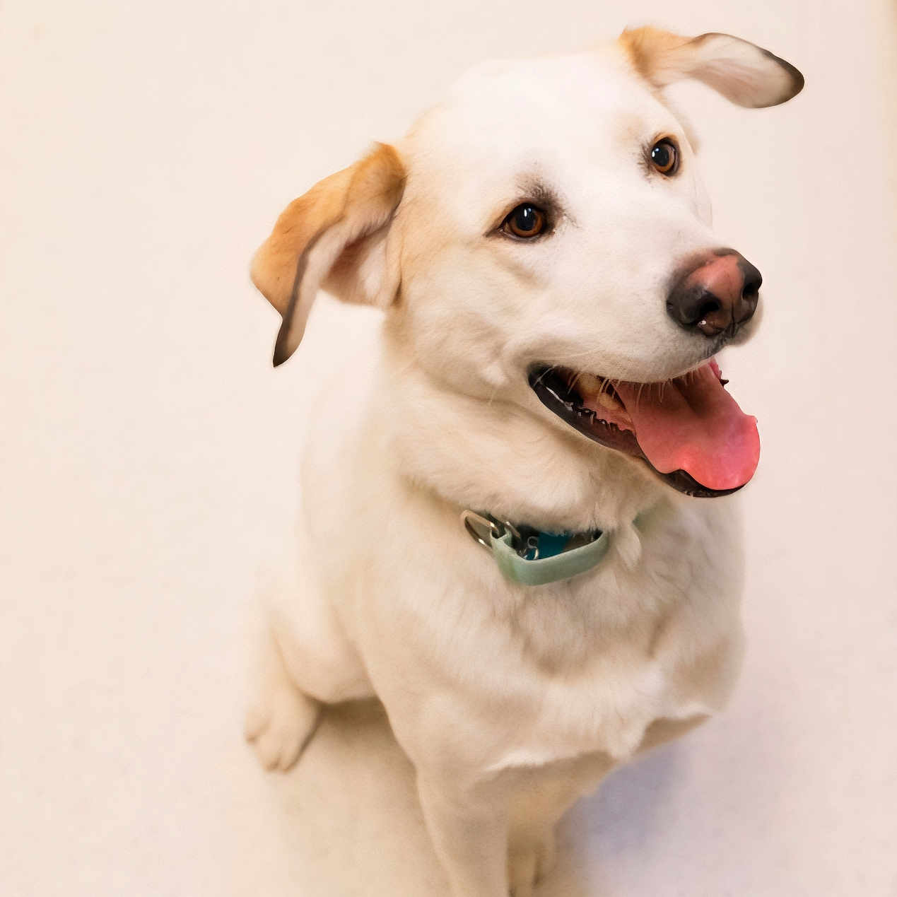Tucker joined the competition — help win amazing prizes! animal, canine, closeup, collar, companion, cute, dog, domestic_animal, ears, friendly, fur, happy, indoor, looking_up, mammal, pet, playful, sitting, tongue_out, white_dog
