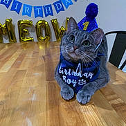 Scruffy joined the competition — help win amazing prizes! cat, birthday, party_hat, bandana, table, decorations, blue, gold, gray_tabby, pet, celebration, indoor, cute, animal, feline, first_birthday, pom_pom, happy, sitting, close_up