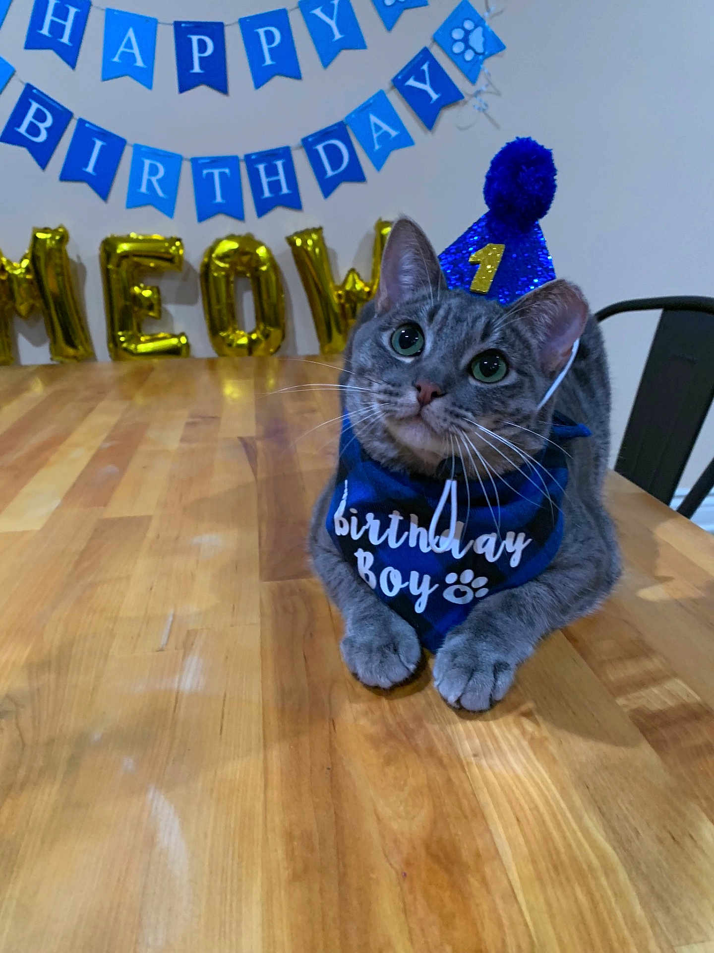 Scruffy joined the competition — help win amazing prizes! cat, birthday, party_hat, bandana, table, decorations, blue, gold, gray_tabby, pet, celebration, indoor, cute, animal, feline, first_birthday, pom_pom, happy, sitting, close_up