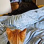 cat, orange_tabby, black_cat, bed, bedding, blanket, indoor, pet, animal, feline, fur, ears, eyes, room, cozy, relaxing, staring, back_view, pattern, leaf_pattern