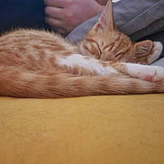 Crumble a rejoint le concours — aidez-le/la à gagner de superbes lots ! cat, kitten, sleeping, orange_tabby, fur, paws, tail, resting, cozy, yellow_surface, human_hand, closeup, domestic_animal, pet, whiskers, indoor, relaxation, cute, nap, soft