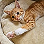 cat, kitten, ginger_tabby, orange_cat, pet, paw, bed, cozy, furry, whiskers, cute, animal, domestic_cat, resting, soft, feline, indoor, closeup, curious, young_cat