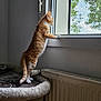 cat, kitten, orange_tabby, window, indoor, looking_out, radiator, cat_bed, curious, feline, pet, animal, fur, whiskers, sunlight, home, cozy, leafy, daylight, resting_place