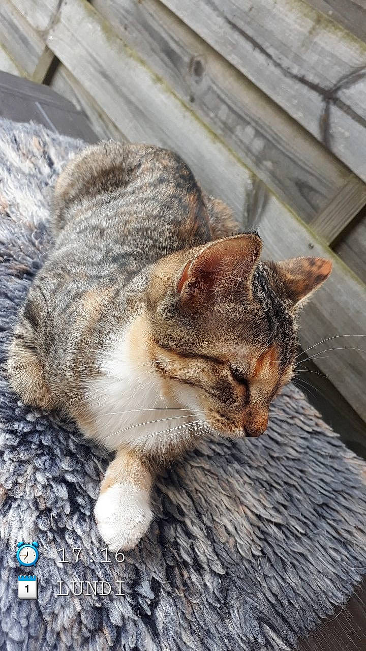 Nahla a rejoint le concours — aidez-le/la à gagner de superbes lots ! aegean_cat, asian, carnivore, cat, chausie, domestic_short_haired_cat, dragon_li, european_shorthair, felidae, fur, nap, small_to_medium_sized_cats, snout, tabby_cat, whiskers, wild_cat