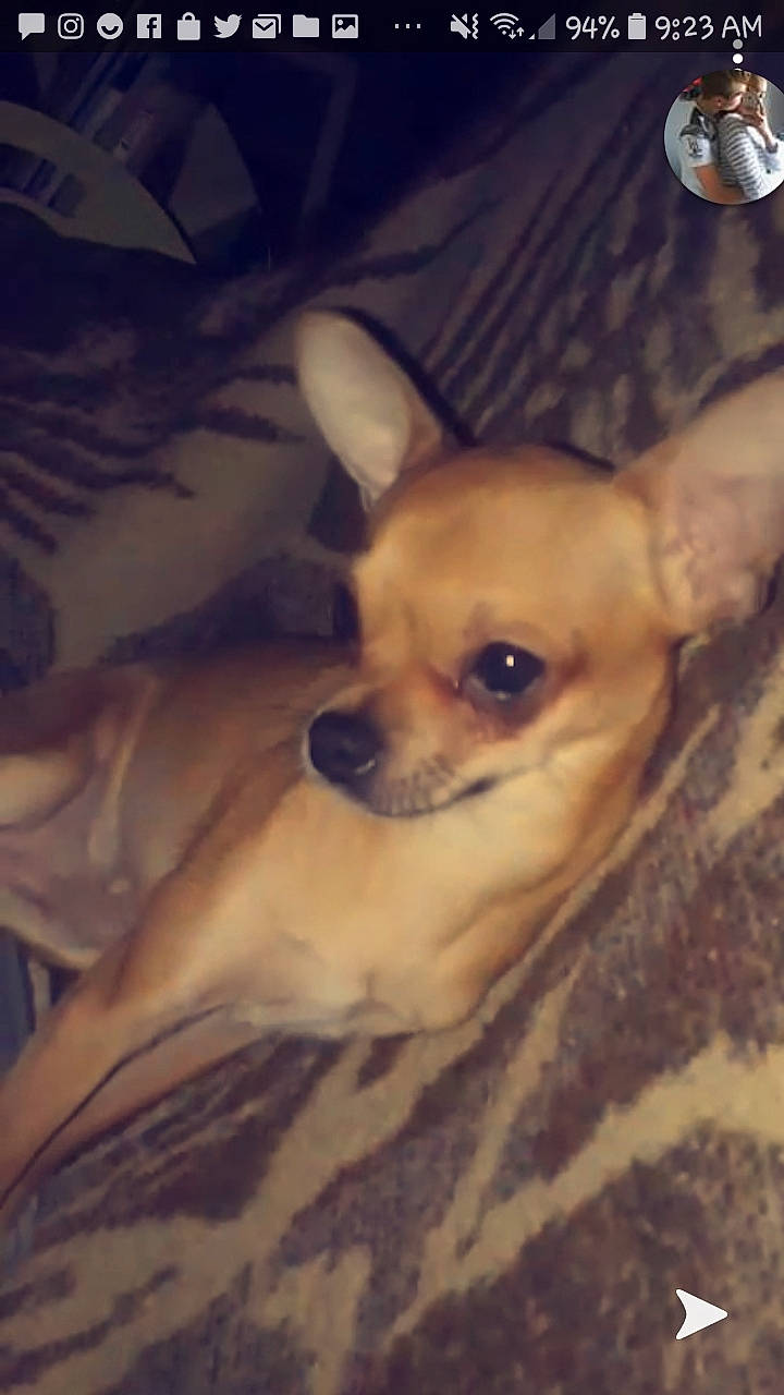 Puppy a rejoint le concours — aidez-le/la à gagner de superbes lots ! canidae, carnivore, chihuahua, companion_dog, corgi_chihuahua, dog, dog_breed, ear, fawn, mammal, puppy, snout, toy_dog, vertebrate