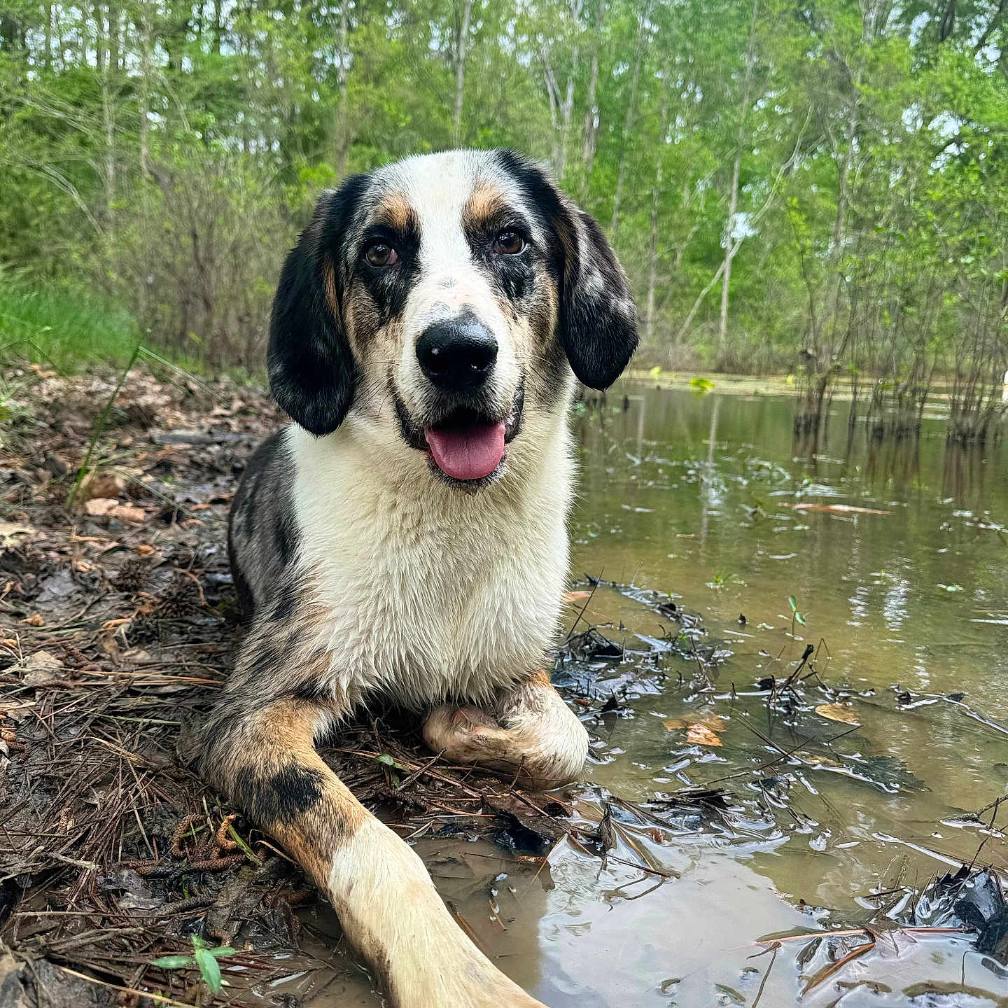 Bear is registered to the contest to win money with this photo: animal, canine, dog, grove, jungle, land, nature, outdoors, pet, plant, pond, puppy, rainforest, soil, swamp, tree, vegetation, water, wilderness, woodland