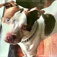 Bruizer joined the competition — help win amazing prizes! adult, animal, bostonbull, boxer, bulldog, canine, dog, face, head, hound, male, man, person, pet, pitbull, pointer, puppy, snout, terrier, whitedog