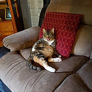 Mollygirl joined the competition — help win amazing prizes! abyssinian, animal, architecture, armchair, building, cat, chair, couch, cushion, furniture, hardwood, homedecor, indoors, interiordesign, kitten, livingroom, person, pet, room, wood