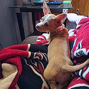 Lala joined the competition — help win amazing prizes! dog, chihuahua, blanket, couch, lamp, side_table, tissue_box, collar, ear, tail, pet, indoor, living_room, looking_back, cozy, fur, small_dog, relaxed, upholstery, home
