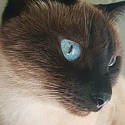 Leila a rejoint le concours — aidez-le/la à gagner de superbes lots ! burmese, carnivoran, cat, cat_like_mammal, close_up, domestic_short_haired_cat, eye, fauna, fur, mammal, nose, organ, siamese, small_to_medium_sized_cats, snout, thai, tonkinese, whiskers