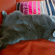 Robbie participe au concours pour gagner de l'argent avec cette photo : british_shorthair, carnivoran, cat, cat_like_mammal, chartreux, domestic_short_haired_cat, fur, kitten, mammal, nap, nebelung, russian_blue, small_to_medium_sized_cats, snout, tail, vertebrate, whiskers