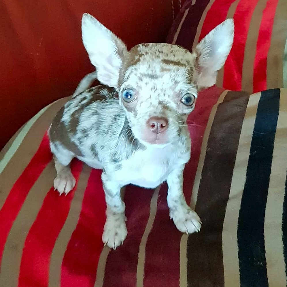 Pippa