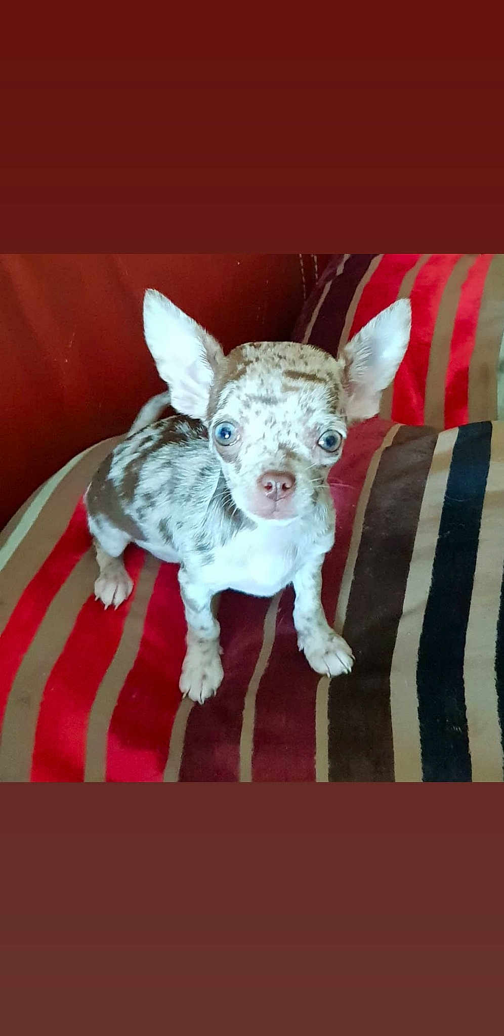 Pippa