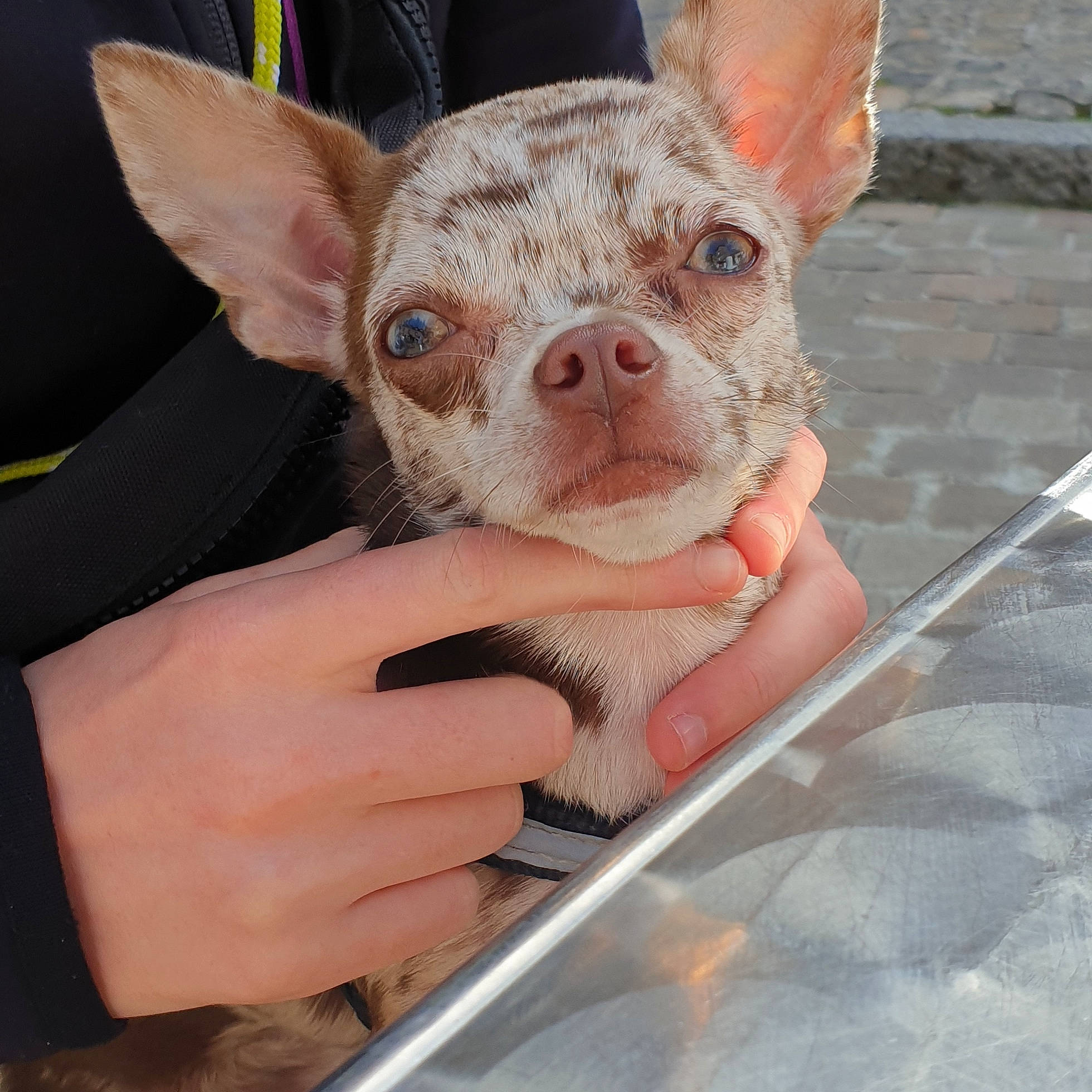 Pippa a rejoint le concours — aidez-le/la à gagner de superbes lots ! american_hairless_terrier, canidae, carnivore, chihuahua, companion_dog, dog, dog_breed, ear, eye, fawn, mammal, non_sporting_group, nose, puppy, skin, snout, toy_dog, vertebrate