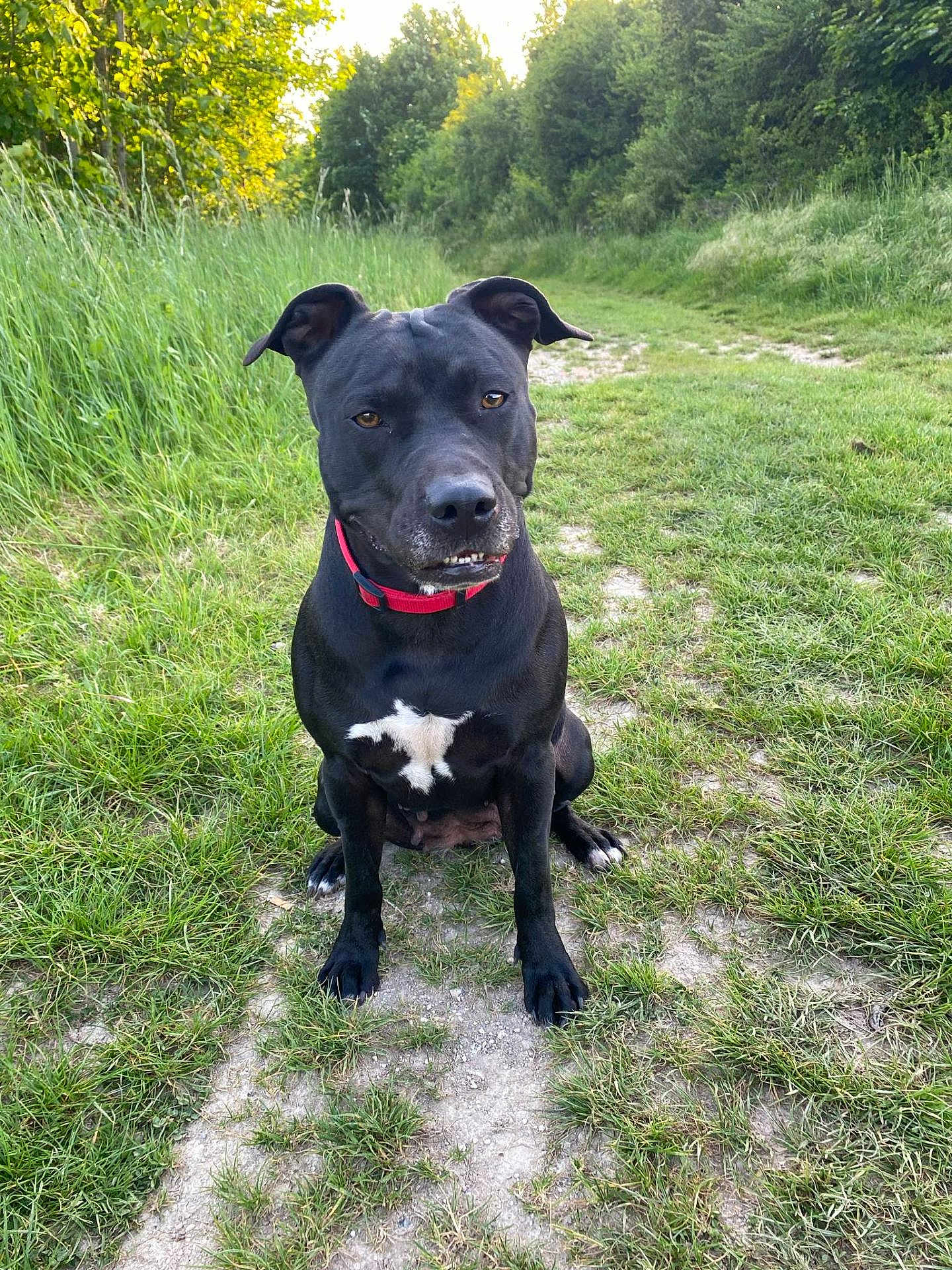 Taïga a rejoint le concours — aidez-le/la à gagner de superbes lots ! dog, black_dog, red_collar, grass, path, outdoor, nature, greenery, pet, canine, sitting, fur, ears, snout, eyes, white_patch, daylight, playful, cute, animal