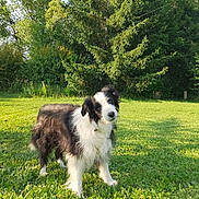 Jack participe au concours pour gagner de l'argent avec cette photo : dog, grass, outdoor, greenery, tree, pet, canine, nature, sunlight, fur, animal, lawn, leaf, shrub, summer, park, mammal, cute, portrait, friendly