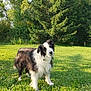 dog, grass, outdoor, greenery, tree, pet, canine, nature, sunlight, fur, animal, lawn, leaf, shrub, summer, park, mammal, cute, portrait, friendly
