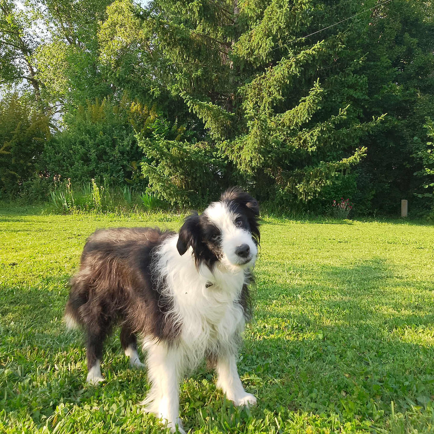 Jack participe au concours pour gagner de l'argent avec cette photo : animal, canine, cute, dog, friendly, fur, grass, greenery, lawn, leaf, mammal, nature, outdoor, park, pet, portrait, shrub, summer, sunlight, tree