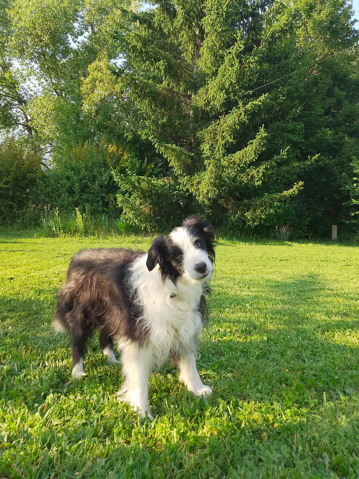 Jack participe au concours pour gagner de l'argent avec cette photo : dog, grass, outdoor, greenery, tree, pet, canine, nature, sunlight, fur, animal, lawn, leaf, shrub, summer, park, mammal, cute, portrait, friendly