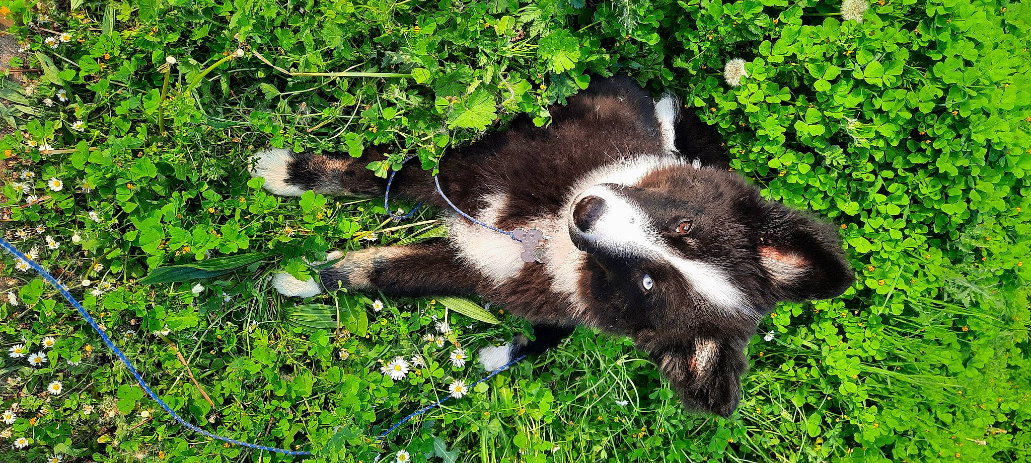 Tsuki participe au concours pour gagner de l'argent avec cette photo : canidae, carnivore, claw, dog_breed, flower, fur, grass, groundcover, herbaceous_plant, mustelidae, natural_landscape, nature, people_in_nature, plant, snout, sporting_group, striped_skunk, tail, terrestrial_animal, working_animal