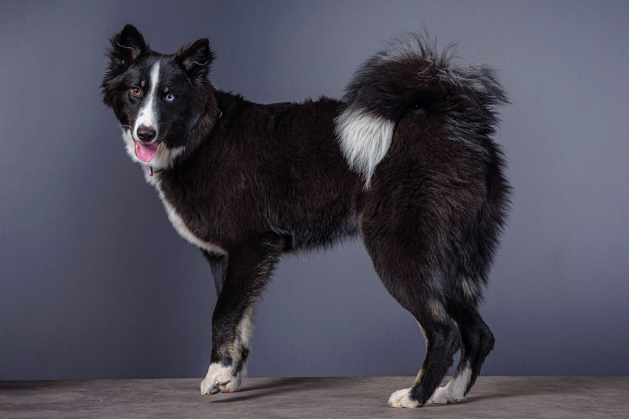 Tsuki a rejoint le concours — aidez-le/la à gagner de superbes lots ! ancient_dog_breeds, balance, canidae, carnivore, claw, companion_dog, dog, dog_breed, fur, herding_dog, non_sporting_group, sled_dog, snout, sporting_group, tail, terrestrial_animal, whiskers, wildlife, working_animal, working_dog