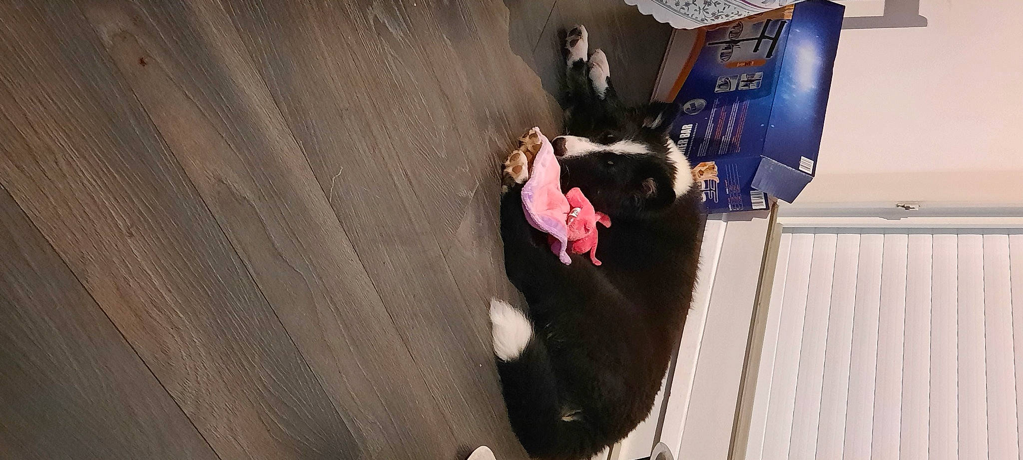 Tsuki a rejoint le concours — aidez-le/la à gagner de superbes lots ! adventure, comfort, companion_dog, dog_breed, felidae, floor, flooring, fur, hardwood, magenta, plywood, sitting, tail, tree, wood, wood_stain