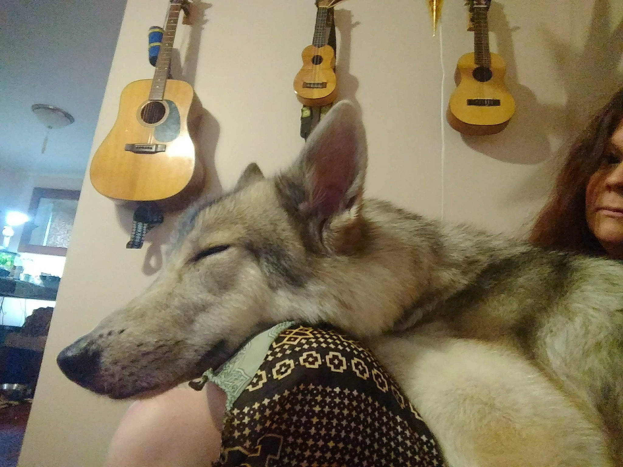 Rin joined the competition — help win amazing prizes! canidae, carnivore, czechoslovakian_wolfdog, dog, dog_breed, fawn, german_shepherd_dog, guitar, musical_instrument, plucked_string_instruments, selfie, siberian_husky, string_instrument, wolfdog