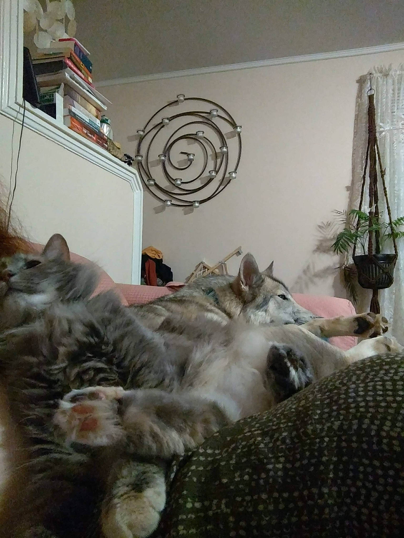 Rin is registered to the contest to win money with this photo: american_curl, carnivore, cat, european_shorthair, fawn, felidae, fur, kitten, maine_coon, norwegian_forest_cat, ragamuffin, room, siberian, small_to_medium_sized_cats, whiskers